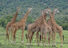 Wildlife safari in Akagera National Park Rwanda