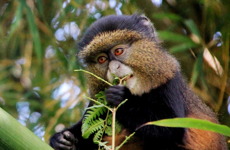 Golden monkey Volcanoes National Park Rwanda