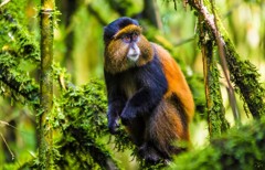 Golden monkey Volcanoes National Park Rwanda