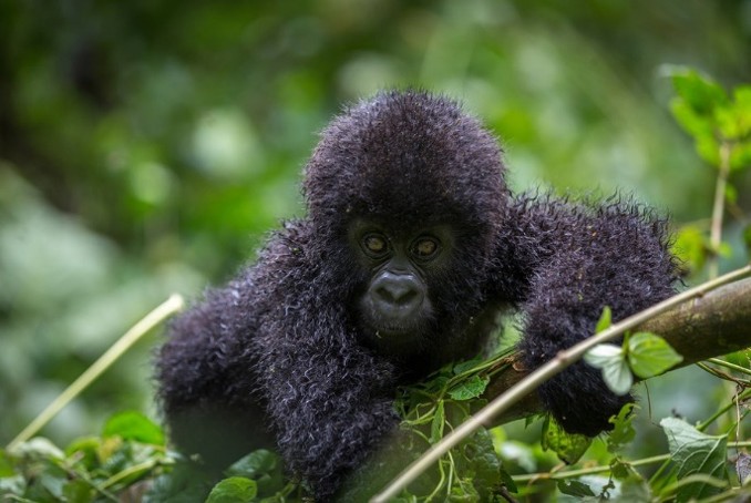 Mountain gorilla family in Volcanoes National Park Rwanda