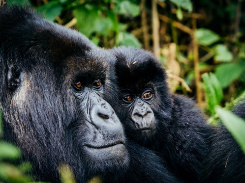 Mountain gorilla trekking Volcanoes National Park Rwanda