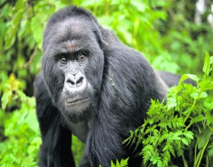 Mountain gorilla in Volcanoes National Park Rwanda