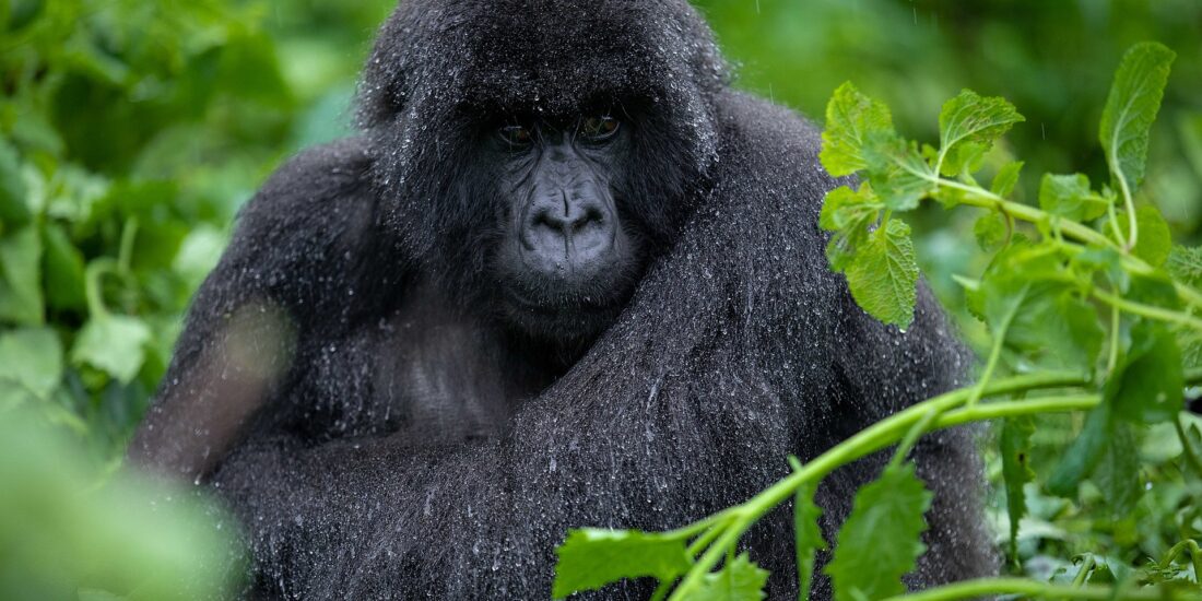 Mountain gorilla from Susa Group in Karisimbi thicket of Volcanoes National Park in Rwanda on December 1, 2019. Volcanoes National Park is the home of the largest population of Mountain Gorillas in the world. Emmanuel Kwizera
